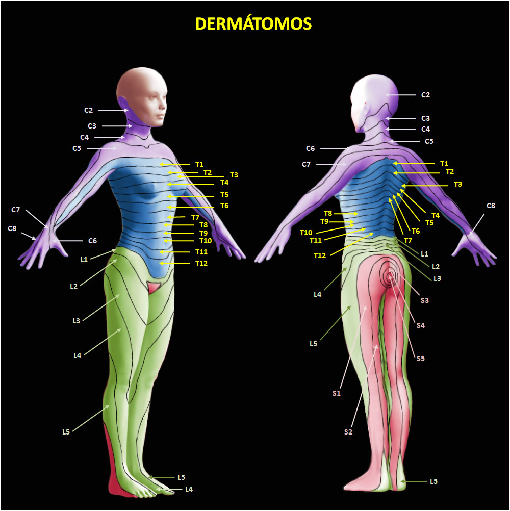 dermátomos